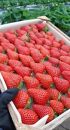 Berry農園山本さんの　紅白いちご　約200g×4パック
