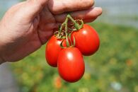 トマトピューレー（クッキングトマトすずこま） 5パック×500g 無添加 減農薬 色鮮やかな濃厚とまとピューレー