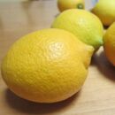 【先行予約】【国産】農家直送!　紀州レモン　約１kg