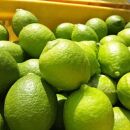 【先行予約】【国産】農家直送!　紀州レモン　約2.5kg
