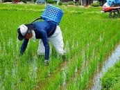 南魚沼産コシヒカリ玄米5kg（有機肥料栽培、農薬不使用米）