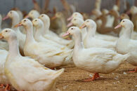 ◆【滋賀県高島市産】「近江鴨」しゃぶしゃぶ　2～3人前