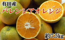 有田産濃厚バレンシアオレンジ 約7.5kg（M～2Lサイズおまかせ）★2024年6月中旬より順次発送予定