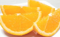 有田産濃厚バレンシアオレンジ 約7.5kg（M～2Lサイズおまかせ）★2024年6月中旬より順次発送予定