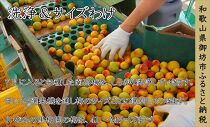 紀州南高梅　桃風味梅干　1.3kg（塩分約5％）