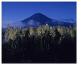 富士山写真大賞  額装写真「初秋の詩　河口湖大石公園」(全紙  額装サイズ約530×640mm)