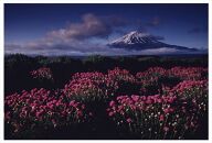 富士山写真大賞  額装写真「アルメリヤ咲く頃　河口湖」(全紙  フレームサイズ約530×640mm)
