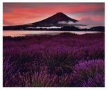 富士山写真大賞  額装写真「黎明のラベンダー　大石公園」(全紙  額装サイズ約530×640mm)