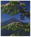 富士山写真大賞  額装写真「ネムノキと富士　河口湖にて」(全紙  額装サイズ約530×640mm)