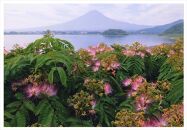 富士山写真大賞  額装写真「ネムノキと富士　大石公園」(全紙  額装サイズ約530×640mm)