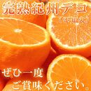 完熟紀州デコ(不知火) 約3kg　果肉プリプリ♪【2025年2月下旬以降発送】【先行予約】【UT42】