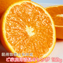 [ご家庭用訳アリ]紀州有田産清見オレンジ 7.5kg[2025年3月下旬以降発送][先行予約][UT54]