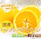 希少な国産バレンシアオレンジ 7kg【ご家庭用訳あり】【2024年6月下旬頃～2024年7月上旬頃に順次発送】【UT77】