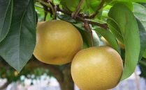 【数量限定】和歌山県産の梨約4kg(品種おまかせ)★2024年8月下旬頃より順次発送
