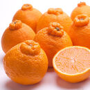 厳選&nbsp;不知火10kg+250g（傷み補償分）［デコポンと同品種・人気の春みかん］［IKE253］