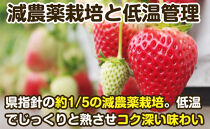 完熟イチゴ まりひめ 特選デラックス 和歌山県産