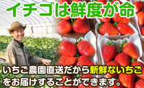 完熟イチゴ まりひめ 特選デラックス 和歌山県産