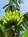 【2022年発送】島バナナ　1.5kg /沖永良部島産