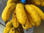 【2022年発送】島バナナ　1.5kg /沖永良部島産【ポイント交換専用】