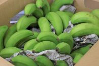 【2022年発送】島バナナ　1.5kg /沖永良部島産【ポイント交換専用】
