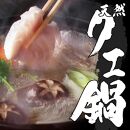 【冬の贅沢】天然クエ鍋セット★超肉厚切り身★約500g