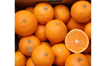 農家直送！きよみオレンジ&nbsp;10kg&nbsp;無選別≪秀品・訳あり品・サイズ混合≫［平武農園］～蛍飛ぶ町から旬の便り～［2026年3月下旬から順次発送予定］