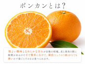紀州和歌山有田産ポンカン　５ｋｇ［2027年2月上旬頃から2027年2月下旬頃に順次発送］［UT20］