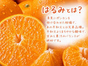 果肉ぷりぷり!完熟はるみ　５ｋｇ［2027年2月上旬頃～2027年2月下旬頃に順次発送］［UT22］