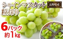 2024  P シャインマスカット 粒採り6パック 中粒小粒約1kg　【10月頃～順次発送予定 】長野県産　国際特許有機肥料栽培