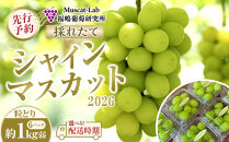 【先行予約】A&nbsp;2026&nbsp;P&nbsp;シャインマスカット粒どり6パック&nbsp;約1kg弱（2026年10月初旬頃～順次発送）長野県産&nbsp;&nbsp;国際特許有機肥料栽培｜&nbsp;シャインマスカット&nbsp;果物&nbsp;フルーツ&nbsp;ぶどう&nbsp;ブドウ&nbsp;&nbsp;食べきりサイズ&nbsp;人気&nbsp;おすすめ&nbsp;葡萄&nbsp;&nbsp;ギフト&nbsp;送料無料&nbsp;長野県&nbsp;大町市