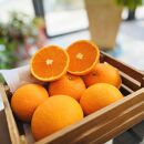 完熟 清見オレンジ（ご家庭用） 3kg【農家直送】【和歌山県産】【先行予約・2025年2月下旬～3月下旬発送】
