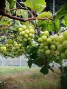 【勧修寺観光農園】【令和5年9月上旬～発送】京都で採れた最高級シャインマスカット2房入り豪華化粧箱【数量限定】