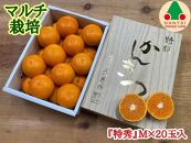 マルチ栽培 有田 みかん 化粧小箱 特秀 M サイズ 20玉入 南泰園