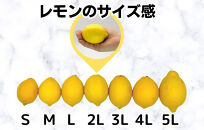 訳あり レモン B品  箱込2.5kg(内容量約2.3kg) 和歌山県有田産（サイズミックス）【みかんの会】