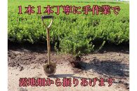 【生産者直送】枝にボリュームある露地栽培サツキ(ピンク花)4本セット