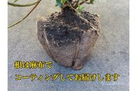【生産者直送】枝にボリュームある露地栽培サツキ(ピンク花)4本セット