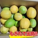 【有田川町】レモン 和歌山県産 訳あり 国産レモン 2kg