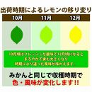 【有田川町】レモン 和歌山県産 訳あり 国産レモン 3kg