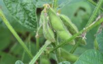 【先行予約】【バランス農法】農薬や肥料を使わずに育てた枝豆　ユキホマレ 1kg（2024年8月中旬発送予定）