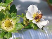 まりひめ6パック【2026年3月～4月発送分】