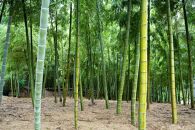 【筍&nbsp;専門店】※2026年4月中旬～発送※&nbsp;京の伝統野菜京たけのこ（塚原たけのこ）