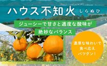 越冬完熟しらぬひ 不知火（3kg）2025年3月上旬～発送予定　フルーツ　お取り寄せ　産地直送　もりの農園　もりのデコ　柑橘　ドルチェみかん