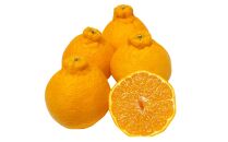 お試し！お得な柑橘詰め合わせ（約3kg）2024年3月上旬〜発送予定　フルーツ　お取り寄せ　産地直送　もりの農園