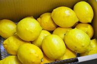 ［和歌山県産］完熟レモン！皮まで安心してご使用いただける低農薬栽培！（5kg入り・大小混合）