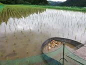 有機米&nbsp;コシヒカリ&nbsp;5kg　棚田-tanata-（有機JAS認証米）&nbsp;|&nbsp;こしひかり&nbsp;富山市&nbsp;新米&nbsp;白米&nbsp;精米&nbsp;お米&nbsp;米&nbsp;食品&nbsp;ふるさと納税&nbsp;返礼品&nbsp;こめ&nbsp;土遊野&nbsp;米&nbsp;通販&nbsp;日本産&nbsp;自然栽培&nbsp;直送&nbsp;ギフト&nbsp;人気&nbsp;おすすめ&nbsp;送料無料