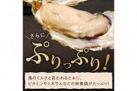 京都・久美浜産　殻付き牡蠣　3kg（30個前後）【加熱用】　牡蠣ナイフ付