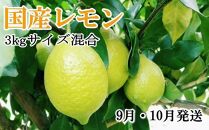 ＊9月・10月発送＊【手選別・産直】紀の川産の安心国産レモン約3kg