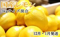 ＊12月・1月発送＊【手選別・産直】紀の川産の安心国産レモン約3kg