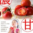 高知市春野町産 フルーツトマト（約1.3kg～約1.5kg)