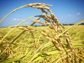 【玄米 5kg】農薬化学肥料不使用・天日干し自然乾燥のお米
